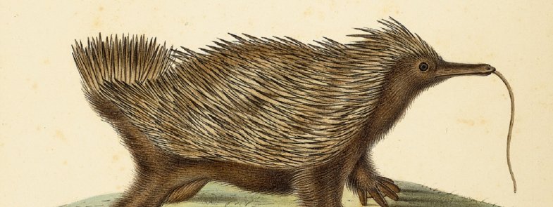 A watercolour image from 1827 of an echidna. This depiction is not accurate with what we know echidnas to look like in real life.