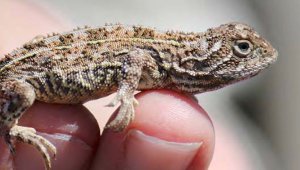 A close up of a small lizard. The lizard is barely the length of two adult fingertips.